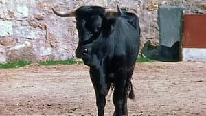 A Bull to Pamplona