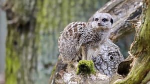 Meerkat and Giant Millipede