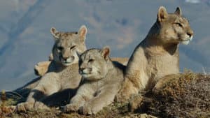 Patagonia Puma