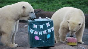 Polar Bear Palooza