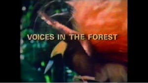 Voices in the Forest