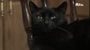 Happy Meowloween