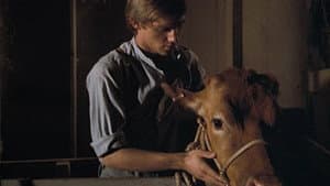 The Calf