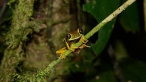 Fabulous Frogs