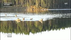 Sweden: Moose as TV Stars