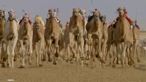 Shifting Sands