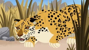 Stealthazar The Leopard