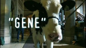 "Gene" A Tale of Two (Actually Three) Bovines
