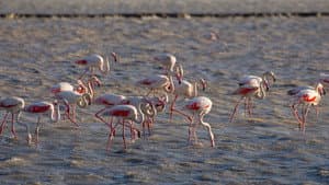 The Camargue