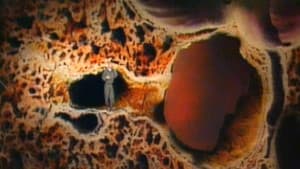 The Lungs
