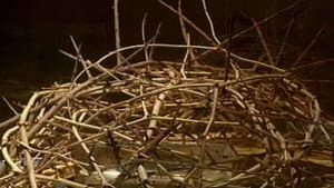 The Crown of Thorns