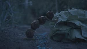 Night of the gastropods