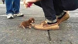 WOULD YOU KILL A PUPPY