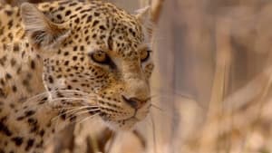 The Hungry Leopard