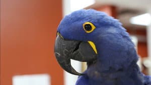 Pain in the Beak