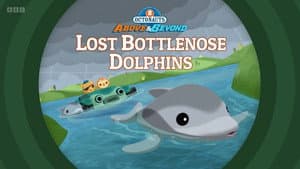 Lost Bottlenose Dolphins