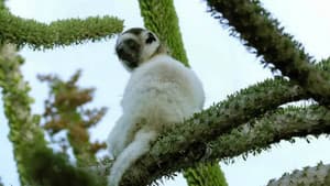 A World of Thorns: Thorny Forest, Madagascar