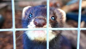We Can’t Invent a Robot Better Than These Ferrets