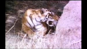 Tigers of Ranthambhor