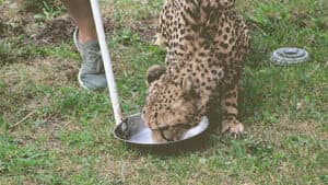 Cheetah Play Date