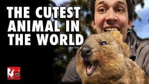 The Cutest Animal In The World