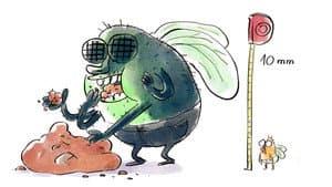 Fruit Fly Blues