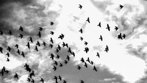 Swarms