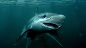 What if sharks disappeared?