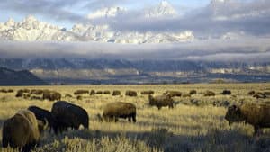 Yellowstone