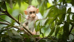 A Monkey's Tale