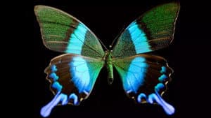 Butterfly Blueprints