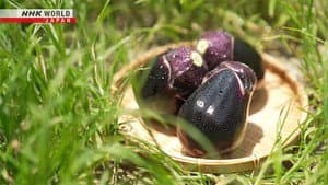 Eggplants