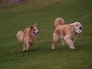 All Dogs Go to Heaven