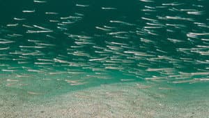Seabed