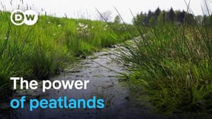 Climate protection from moors