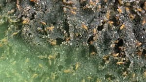 Lizard Eye Blood & Termite Farts