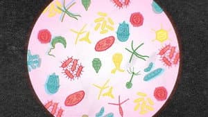 How Important is Our Microbiome?