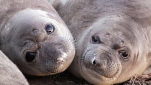 Animals with Cameras 01: Oceans