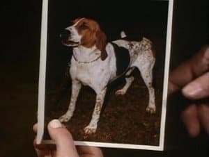 Little Dog, Gone