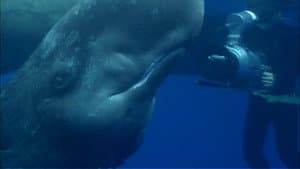Ocean Giants: Deep Thinkers