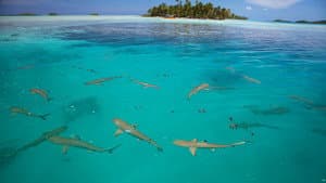Shark Island