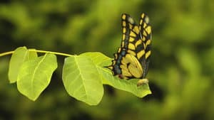 The butterfly effect