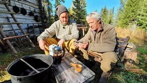 En tjur i Sverige