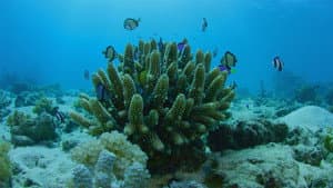 Can We Save the Reef?