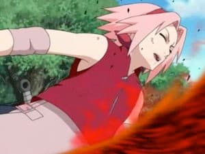 Sakura's Tears