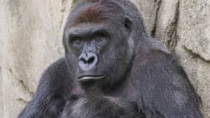 A TRUE FRIEND -- RIP HARAMBE (TRIBUTE SONG)