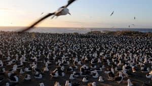 Falkland Island Invasion