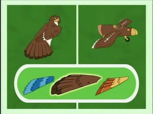 Jorge the Little Hawk Learns to Migrate