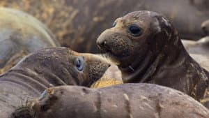 Monterey Bay National Marine Sanctuary, USA