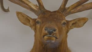 The Great Elk Heist